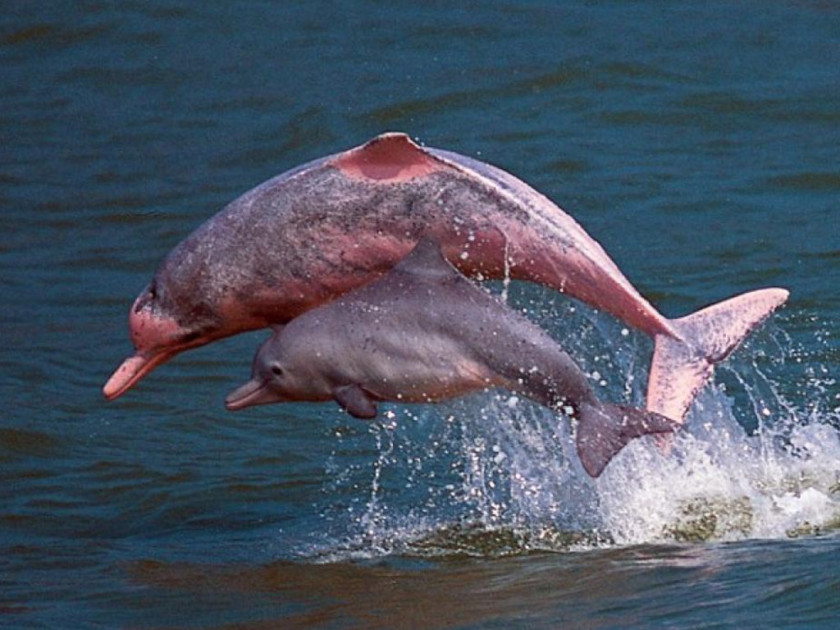 Delfines “rosados” vuelven a verse en el Indo-Pacífico tras cese de tráfico de trasbordadores por el coronavirus