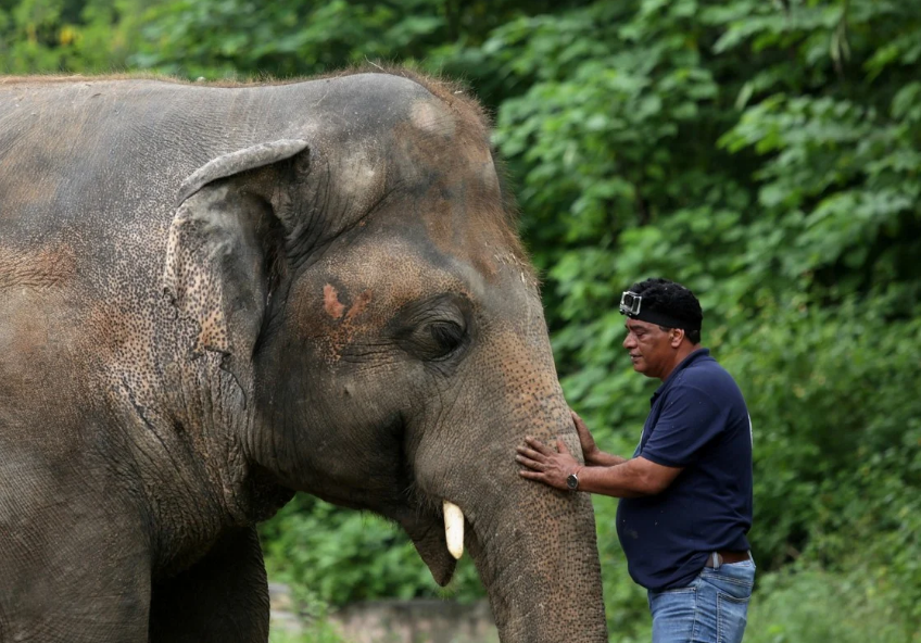 El elefante más triste del mundo fue liberado tras 35 años de sufrimiento