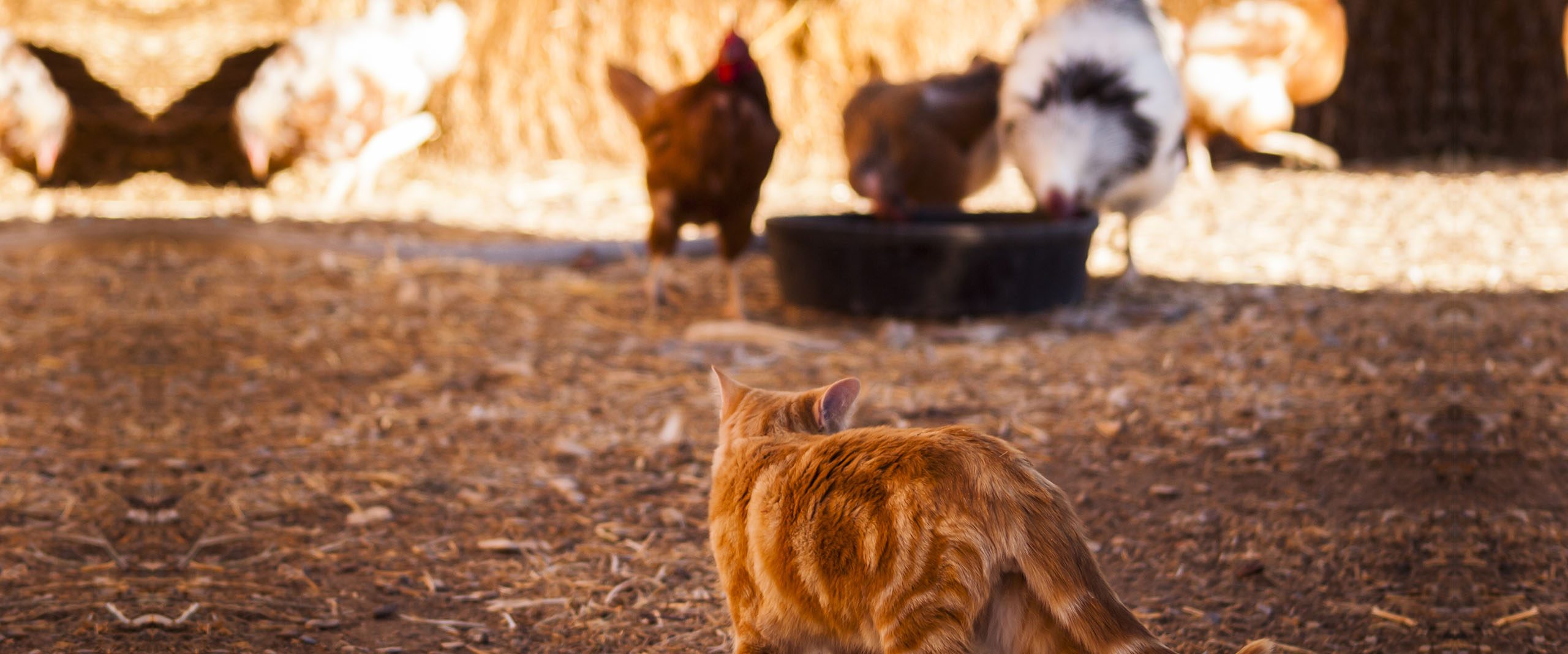 Misteriosa muerte masiva de gallinas, perros y gatos en Santa Juana apunta a envenenamiento químico