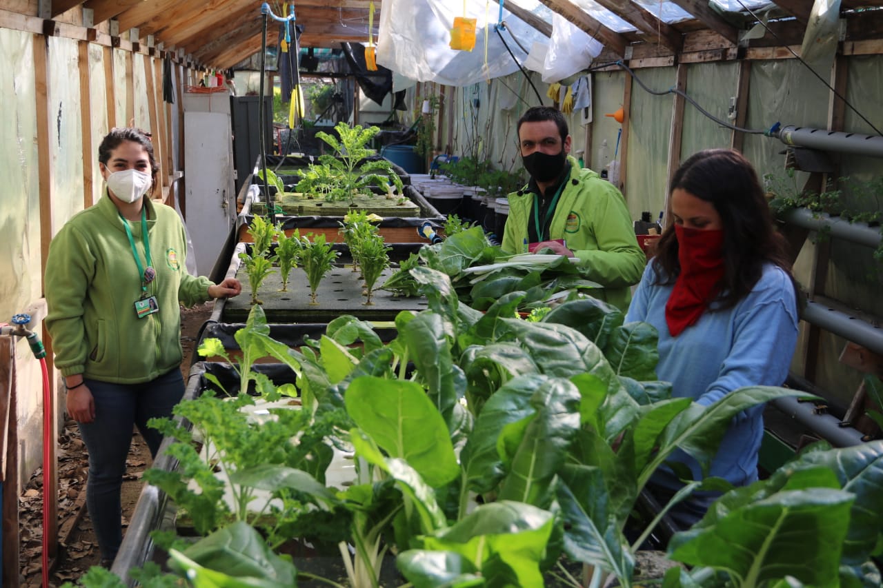 Verduras de huerto escolar apoyan a comedor solidario en El Bosque