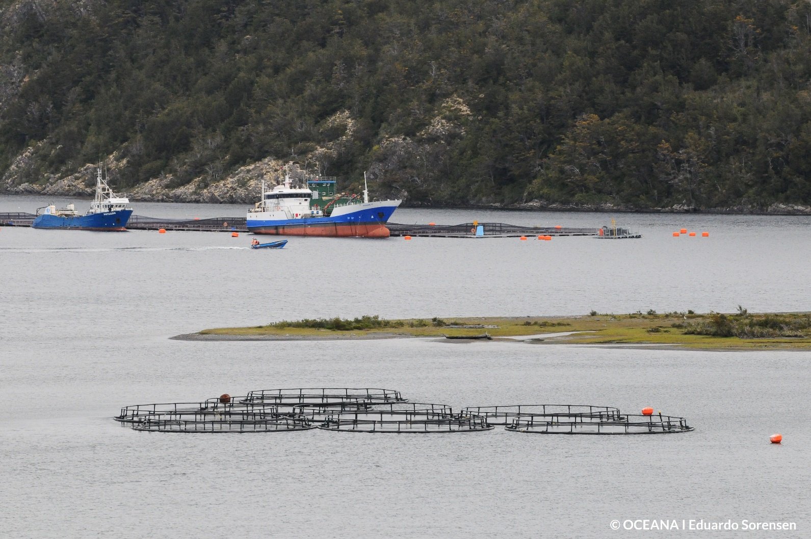 Salmoneras buscarían frenar la entrega de información que ordenó el Consejo para la Transparencia