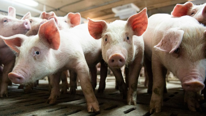 mayor país productor cerdos peste porcina