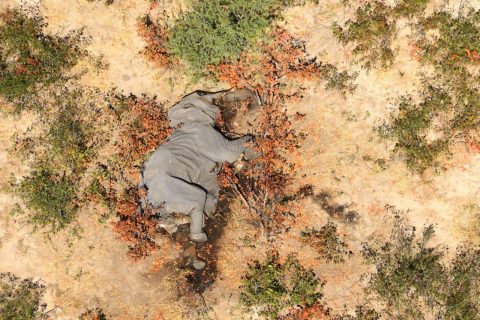 Resuelven el misterio sobre la causa de muerte de los elefantes en África