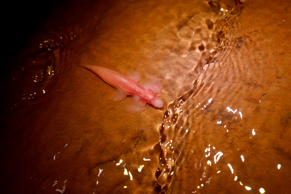 peces especies caminar