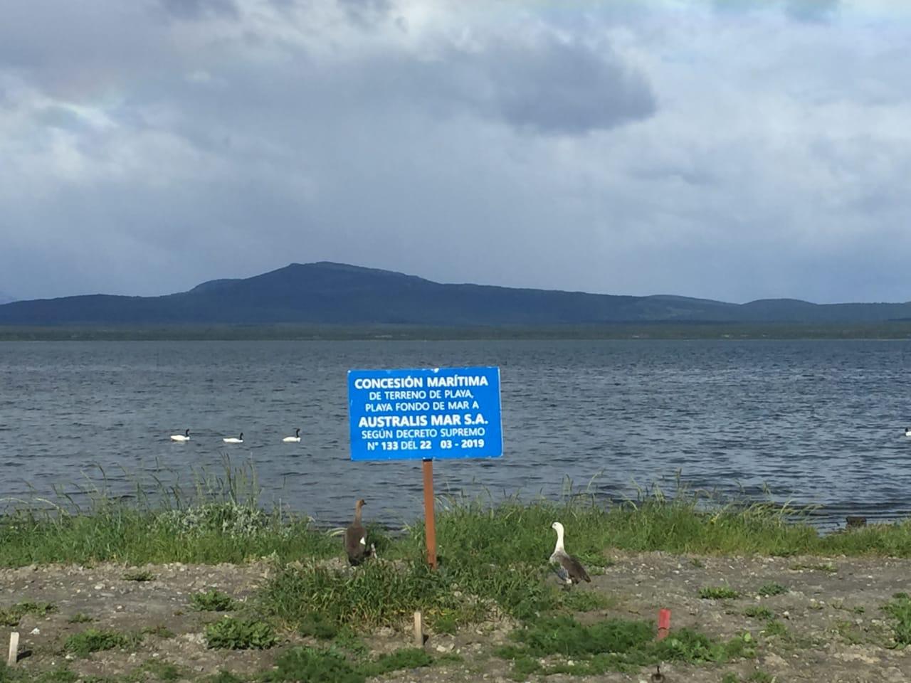 Megaplanta salmonera afecta el hábitat del cisne de cuello negro al sur de Puerto Natales