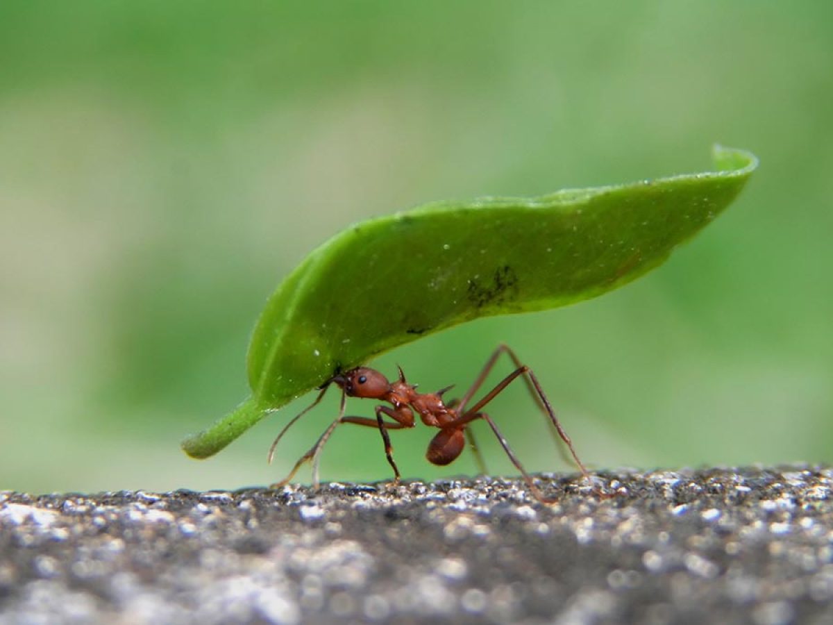 Científicos descubren por qué las hormigas tienen una fuerza excepcional