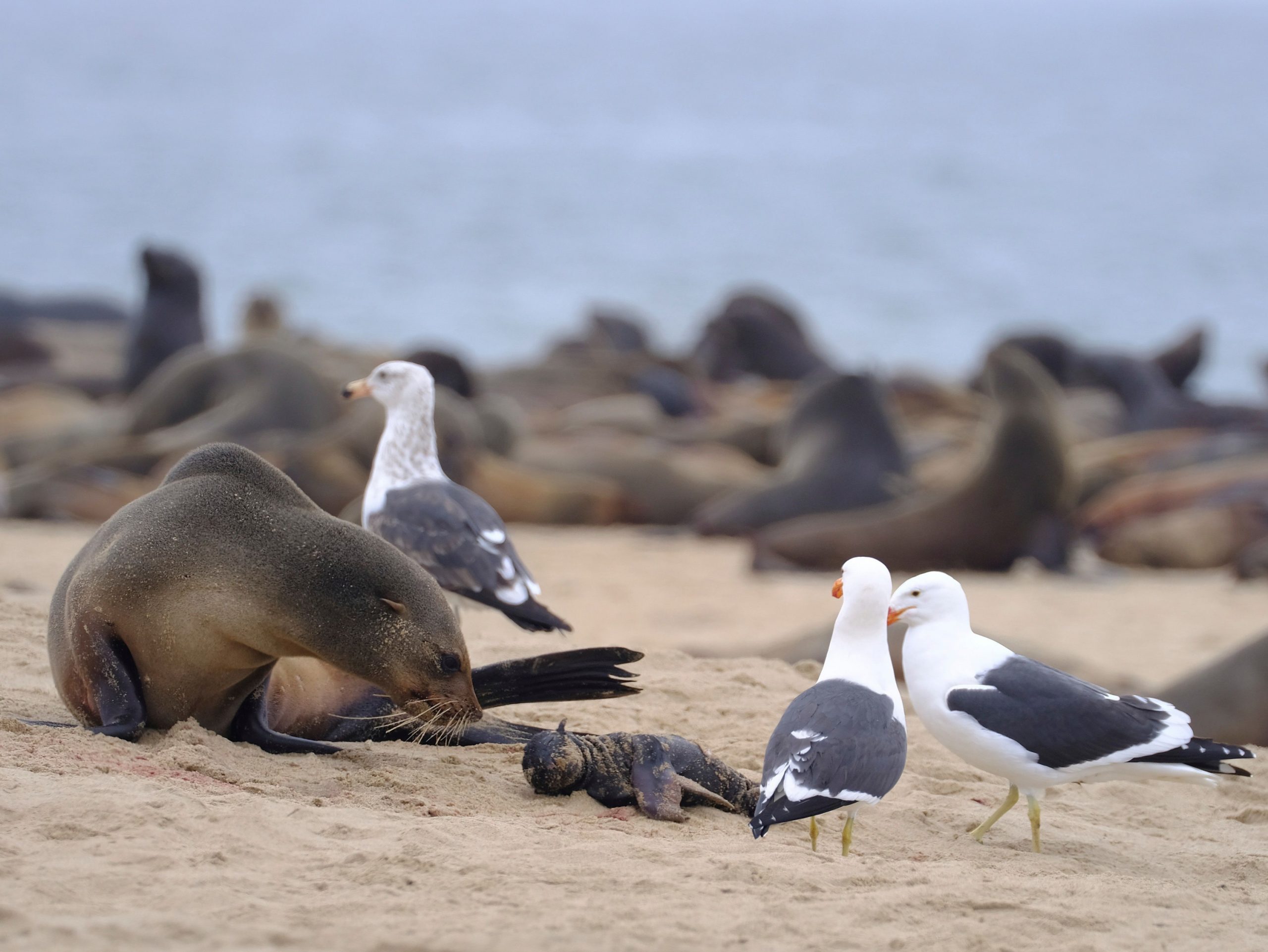 Miles de crías de lobos marinos aparecen muertas en playas africanas