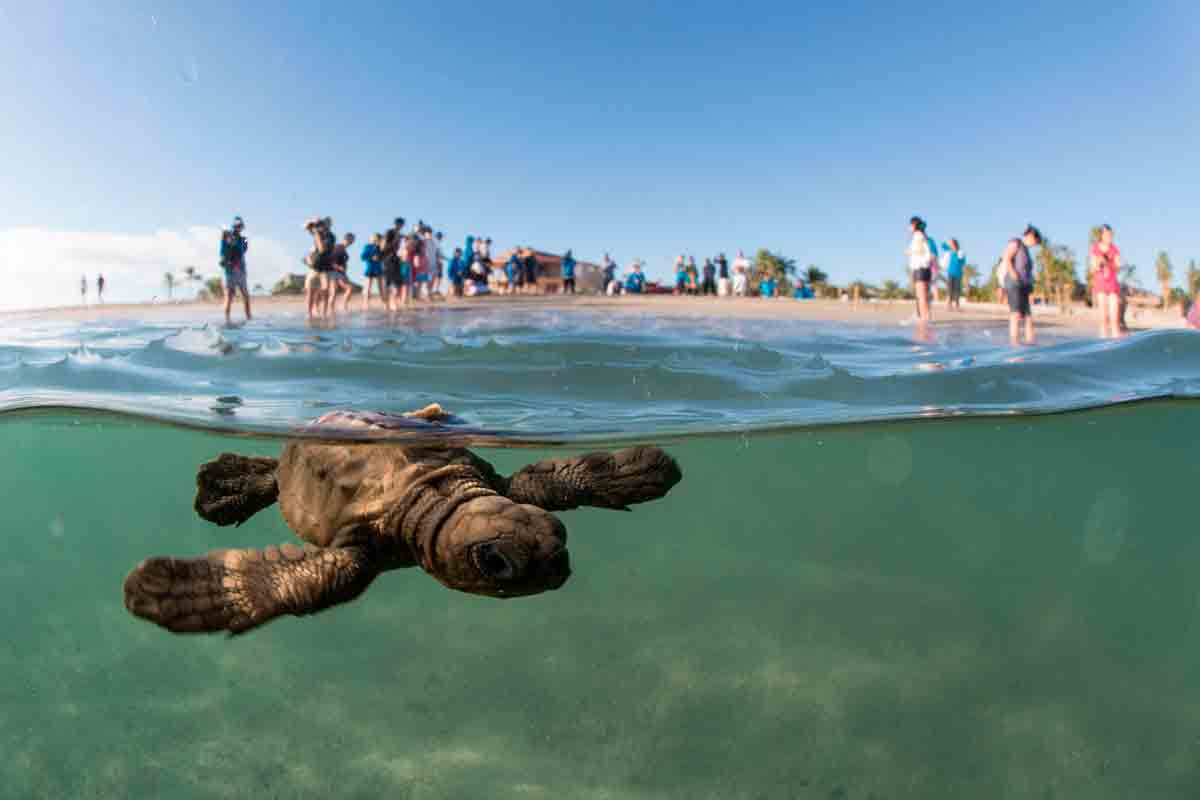 Histórica eclosión de tortugas en playas de México (Fotos+Video)