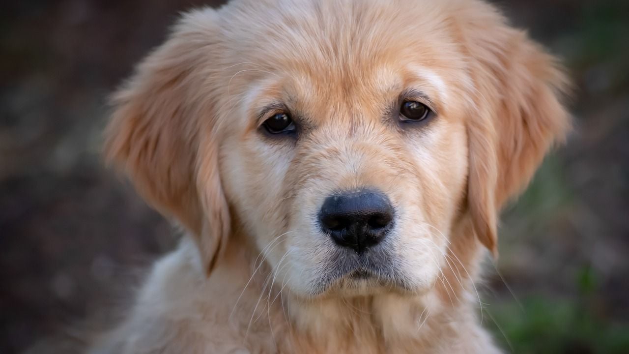 Dou Dou: El perro que caminó 50 kilómetros durante 26 días para volver a su hogar