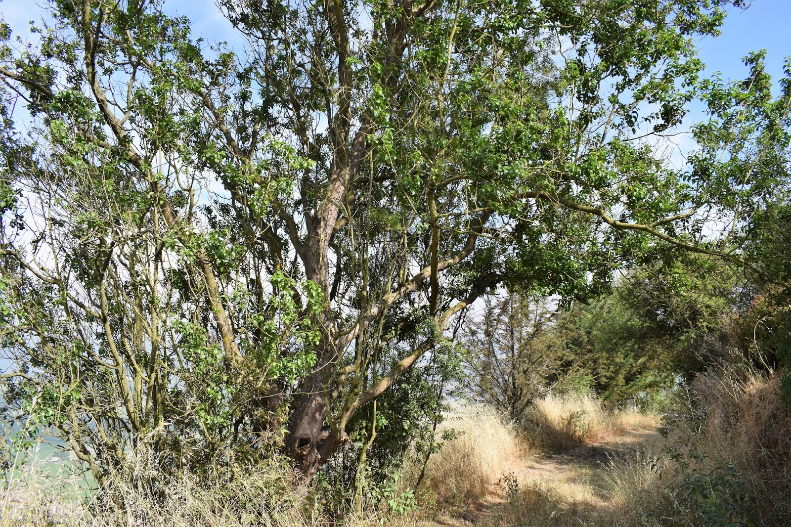 Árbol Quillay