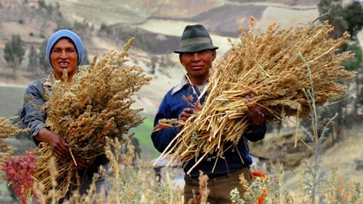 Conozca dos alimentos de origen indígena aptos para erradicar el hambre mundial