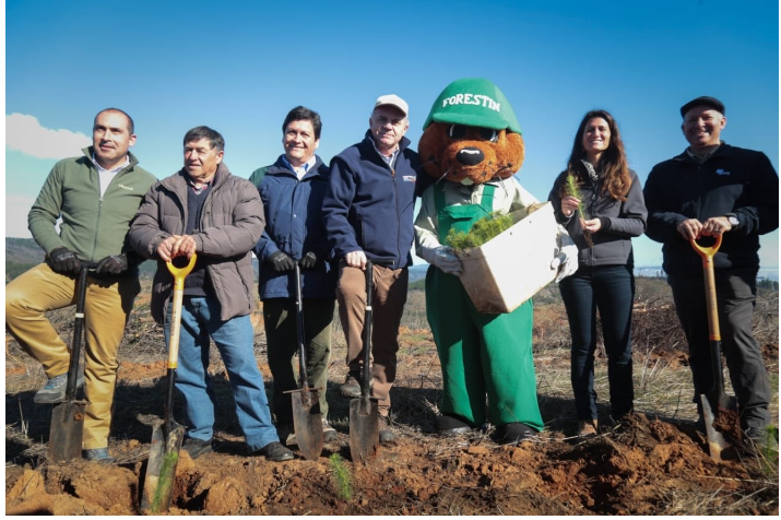 Exclusivo: Los mecanismos que el Estado y el sector maderero han utilizado para promover sin ninguna restricción la plantación de pinos y eucaliptus tras el megaincendio de 2017