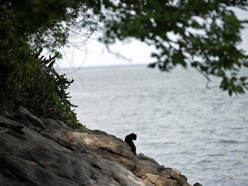 La isla de los gatos: la pandemia devasta zona insular repleta de felinos