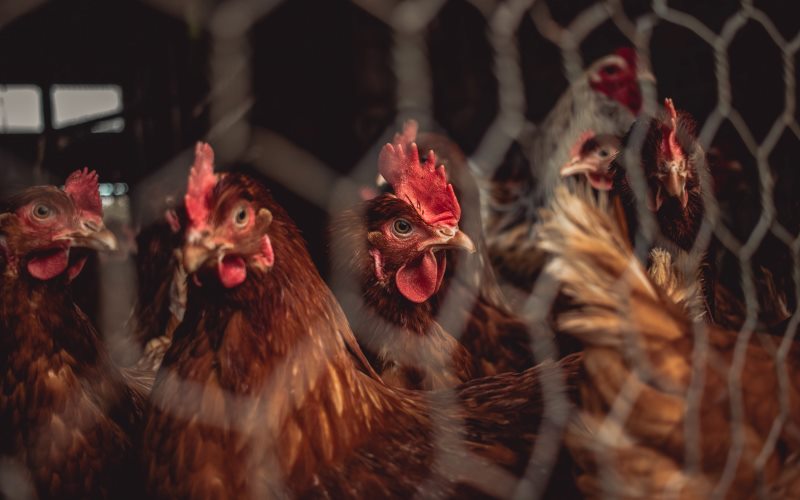 Presentan proyecto de Ley para incentivar cambios en la producción de huevos y mejorar condiciones de las gallinas ponedoras