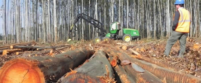 Artículo de El Ciudadano sobre incentivos ocultos a industria forestal deja cola: Diputado Labra oficia a Ministerios de Agricultura y Medio Ambiente