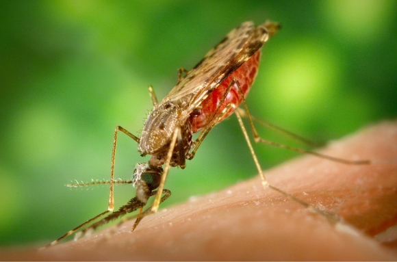 ¿Cuáles son los compuestos de la sangre humana que atraen a los mosquitos?