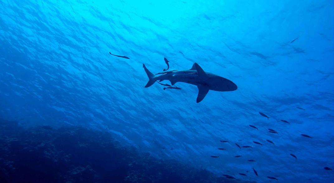 tiburón sin dientes ni piel