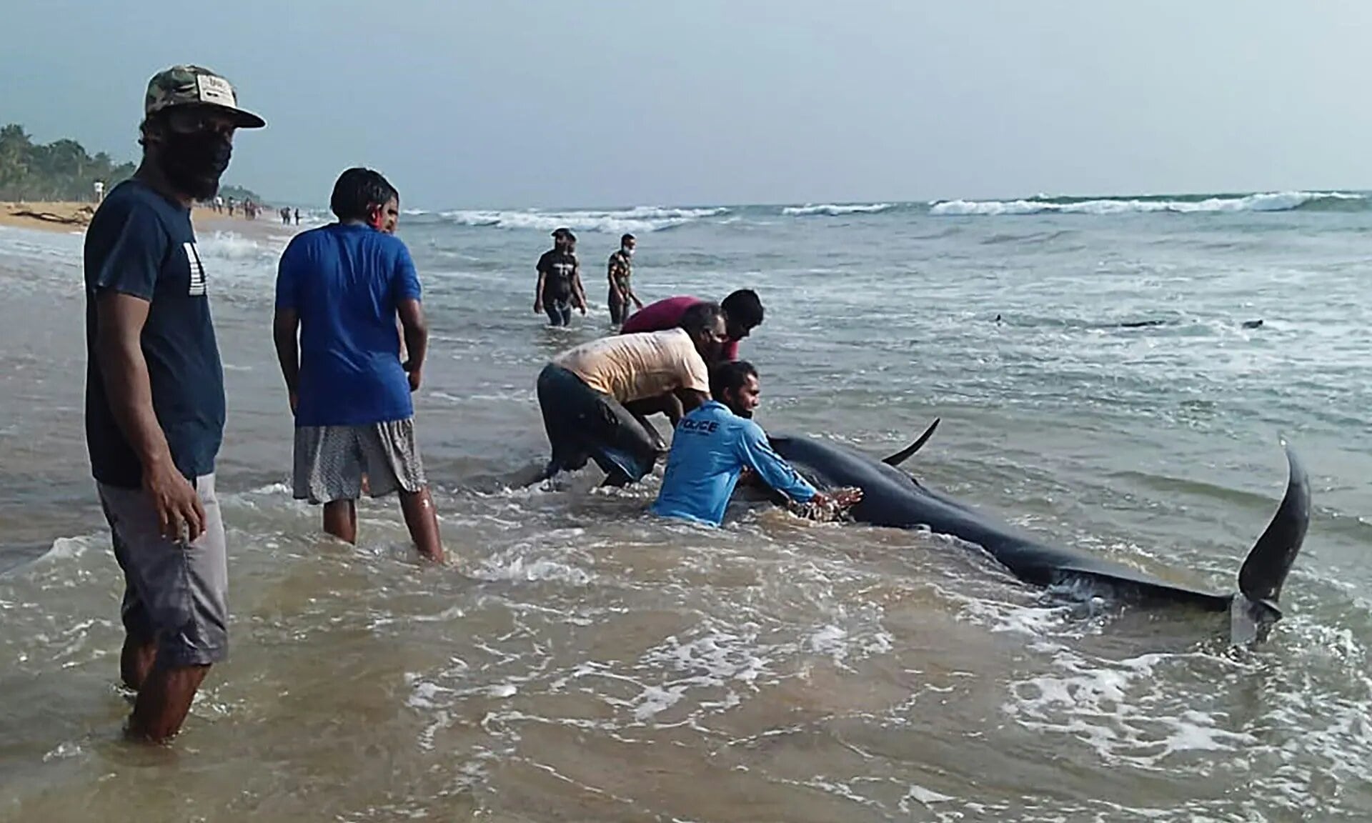 Sri Lanka: varamiento de 100 ballenas une a rescatistas y voluntarios (+Video)
