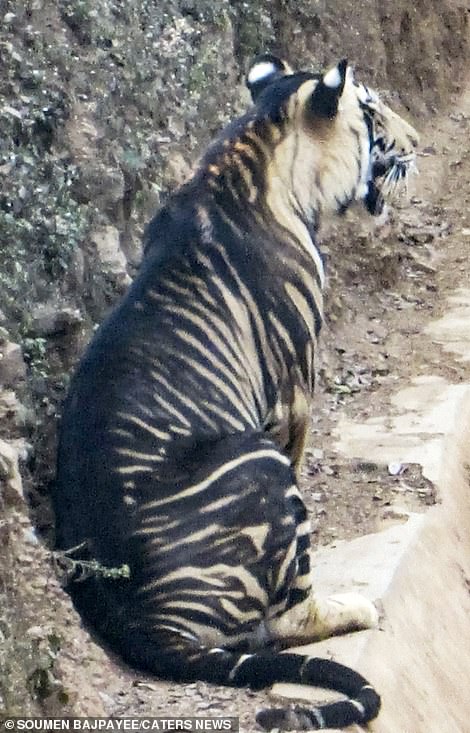 tigre
