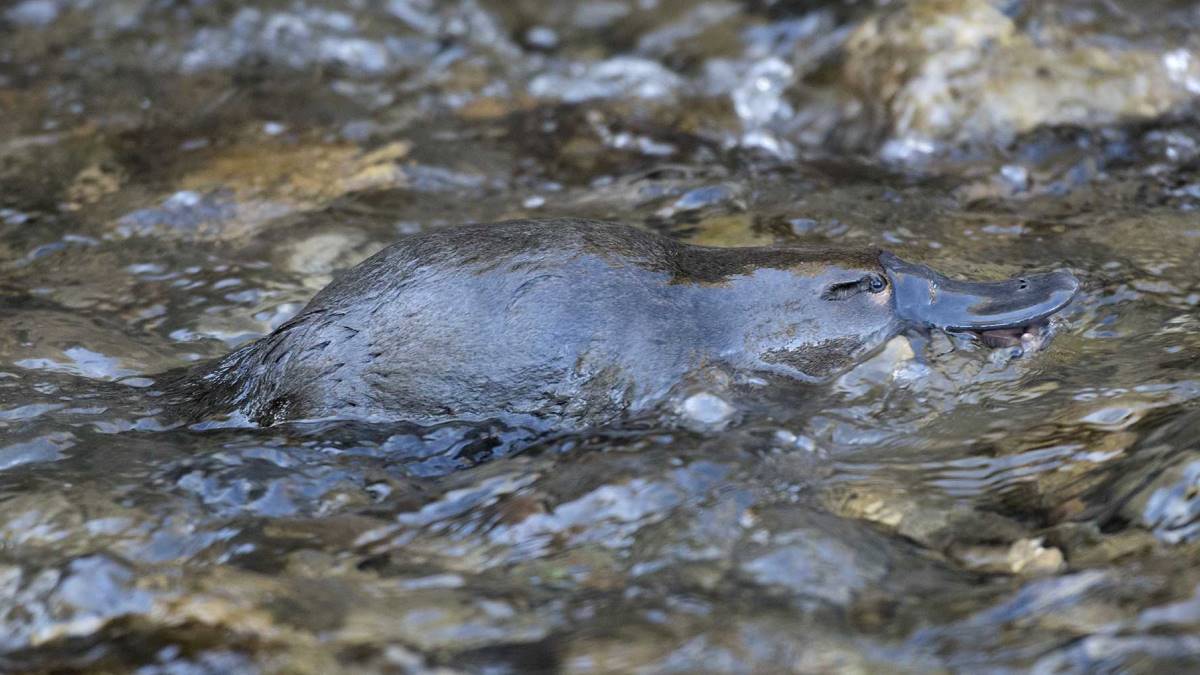 La acción del hombre está acabando con este extraño mamífero australiano