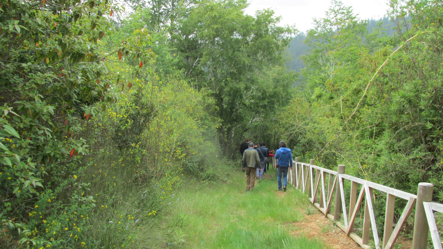 Penco: Bosque de queules se proyecta como nuevo sitio de educación ambiental y turismo sostenible