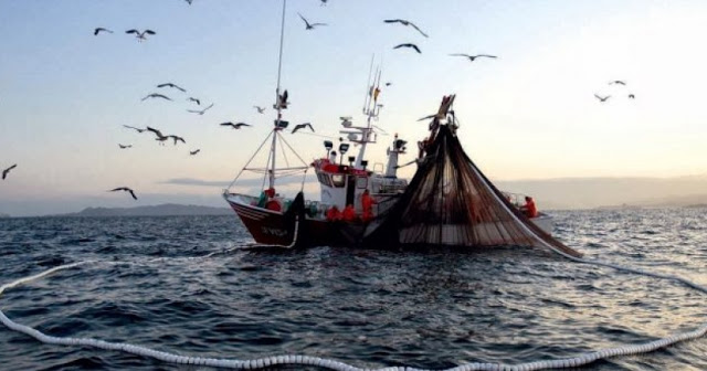 Ley Longueira en el banquillo: Si se anula, ¿cuál es el camino para rescatar el sector pesquero?