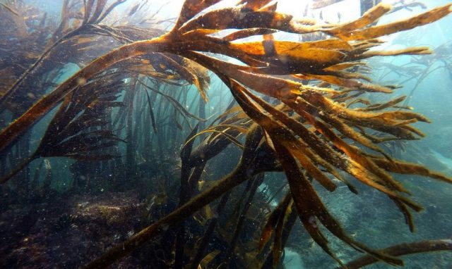 Alerta por dramática deforestación de bosques de macroalgas en el norte y centro de Chile