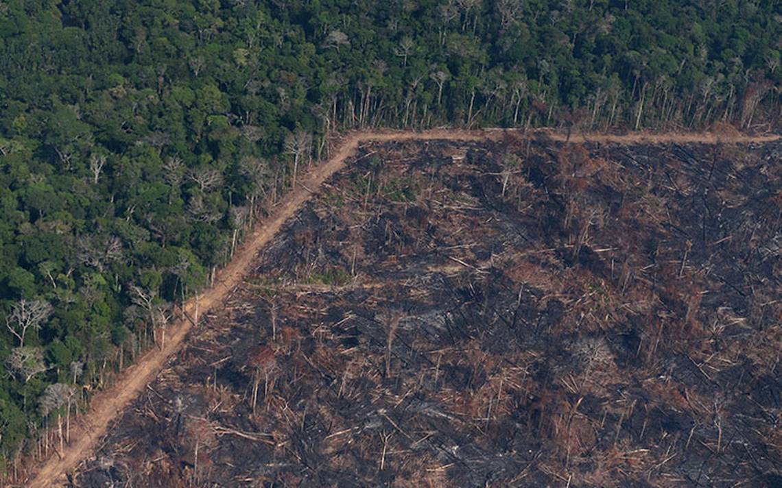 Informe revela que Brasil pierde al año más de 4.600 kilómetros cuadrados de bosques amazónicos
