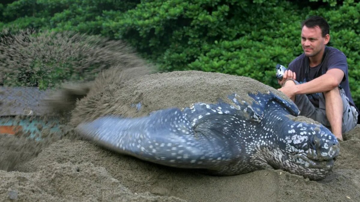 Ambientalistas hallan nido de una tortuga gigante en peligro de extinción