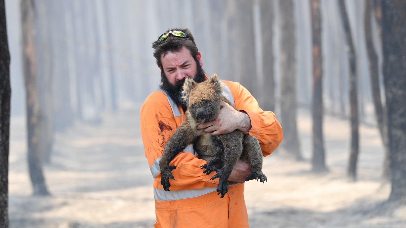 El «verano negro» australiano arrasó con más de 61.000 koalas (+Fotos)