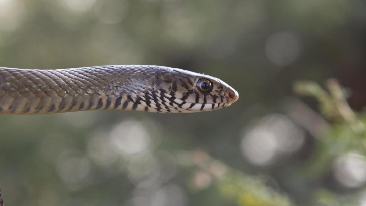 Científicos descubren una serpiente de piel brillante que vive bajo tierra (+Fotos)