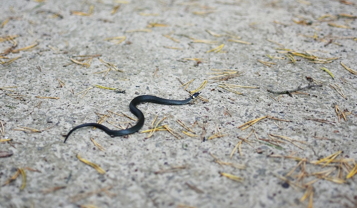 Aparece nueva especie de serpiente miniatura del tamaño de un lápiz (+Fotos)