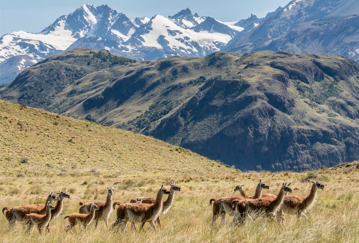 Científicos hacen urgente llamado a suspender forestación con árboles exóticos en la Patagonia chilena