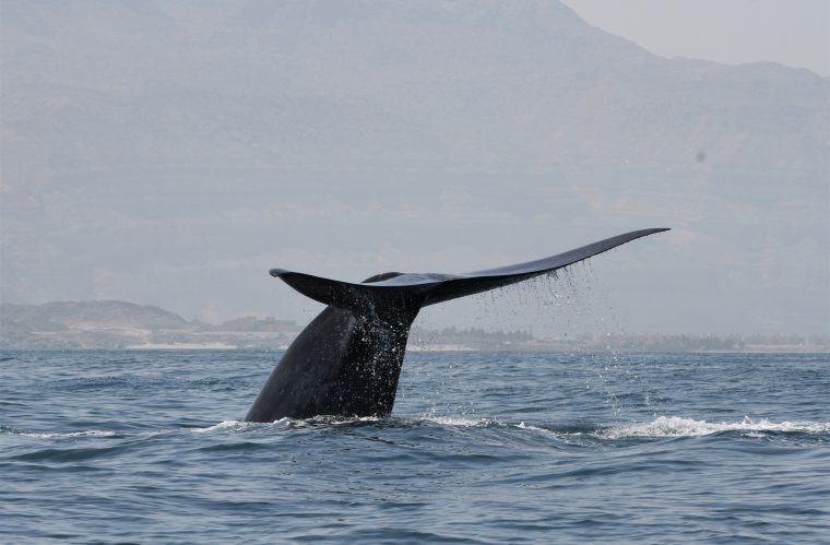 Hallan una población desconocida de ballenas azules por su singular canto