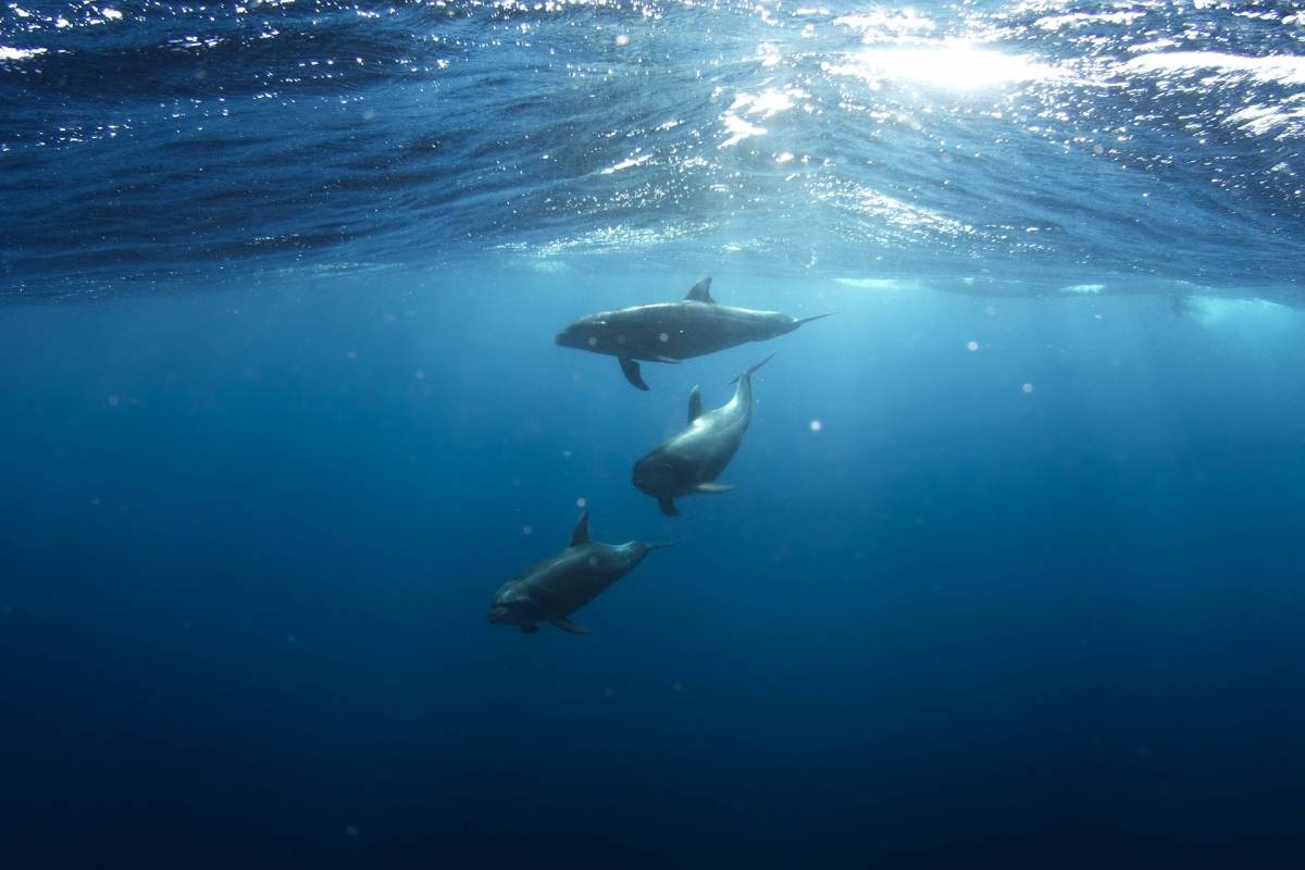 Vinculan baja salinidad del agua con rara enfermedad en delfines