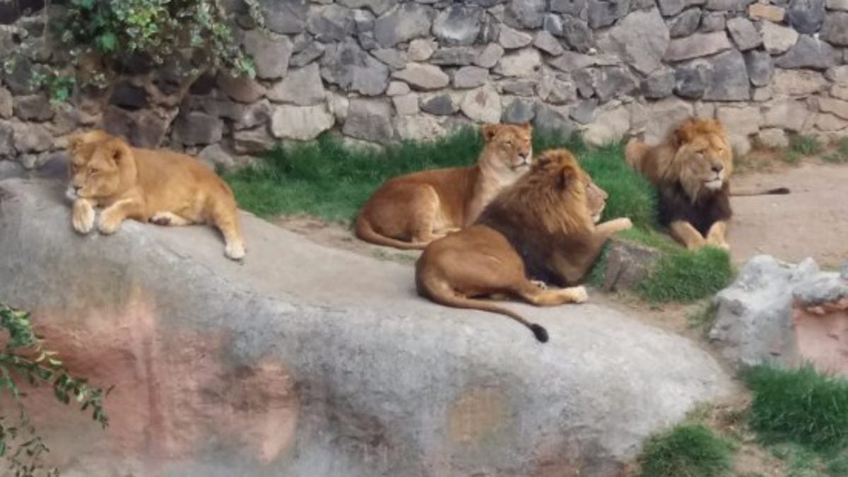 Leones del Zoológico de Barcelona dan positivo al Covid-19