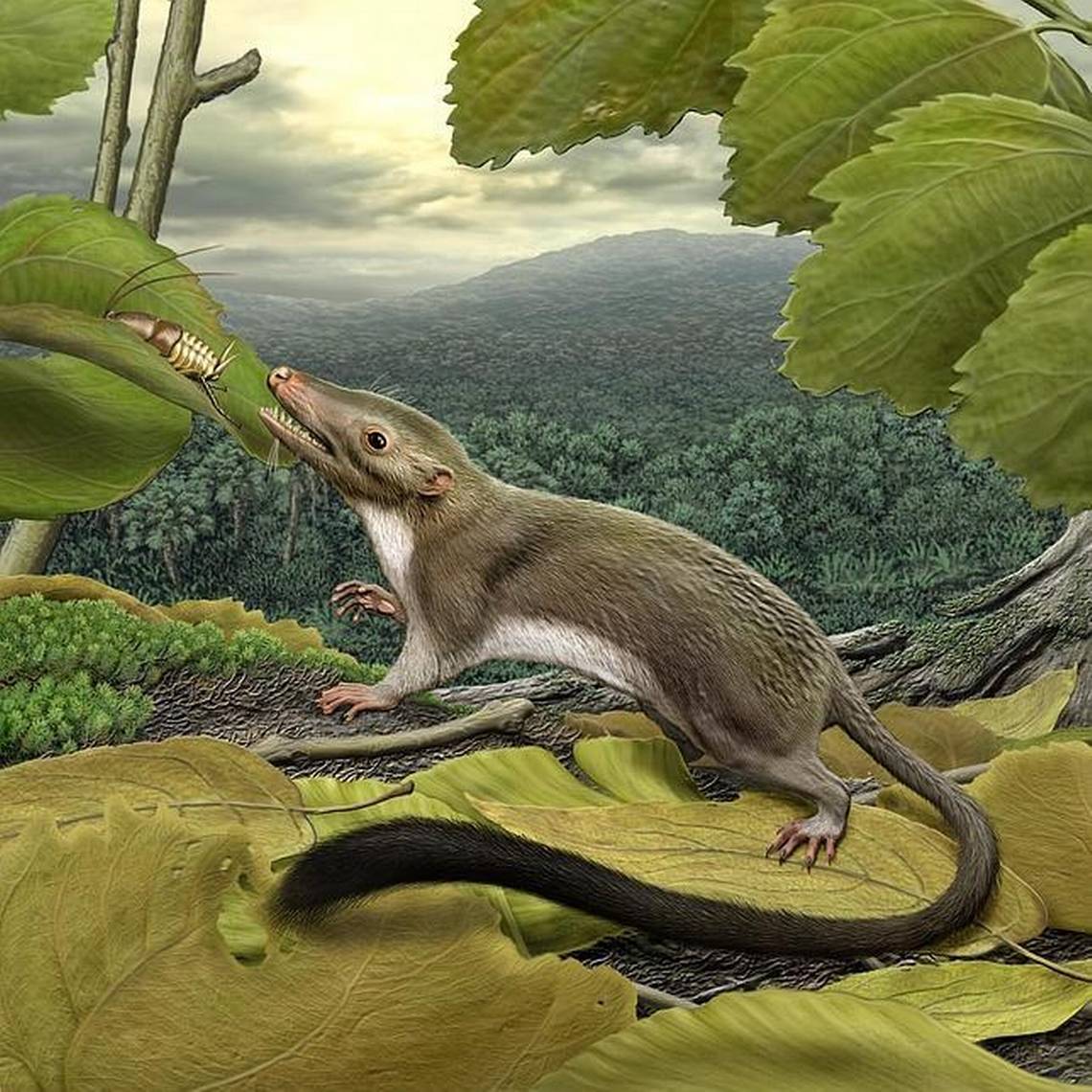 Recrean la imagen del primer mamífero placentario aparecido luego de la extinción de los dinosaurios