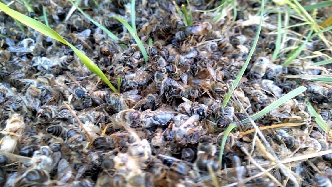 Ñuble: Denuncian muerte de miles de abejas polinizadoras en Ninhue