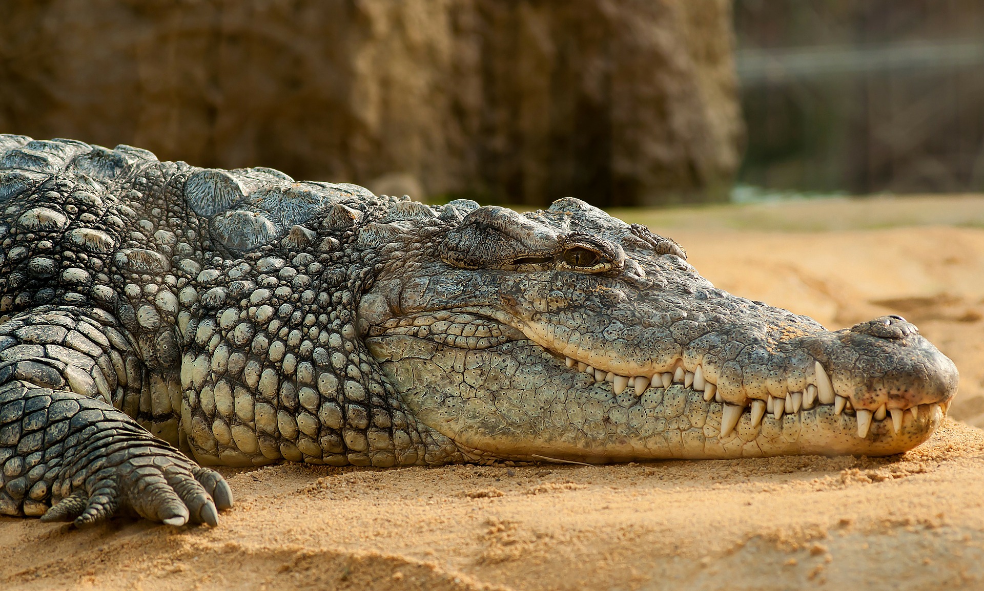 ¡Nuevo Rey del Pantano! Encuentran cocodrilo prehistórico que medía más de cinco metros