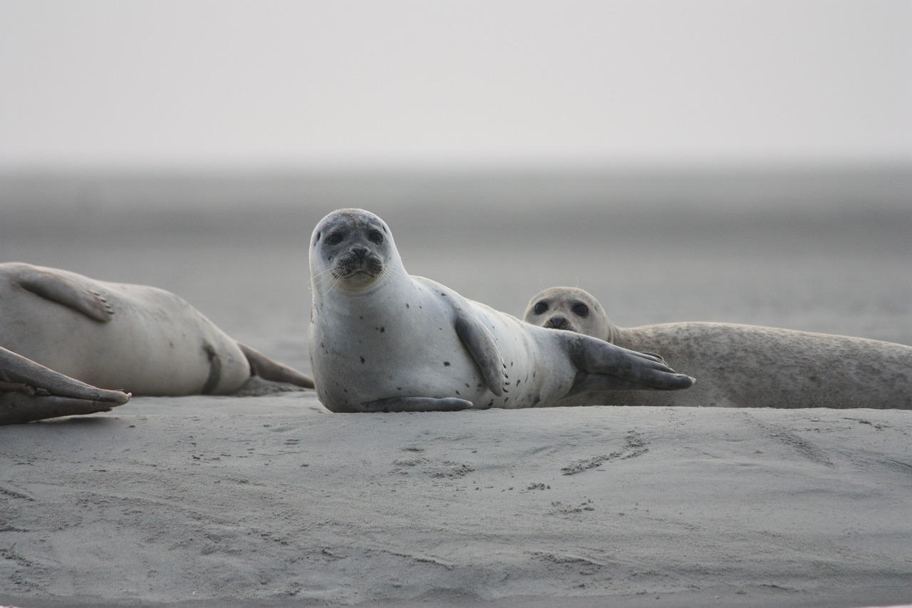 Hallan 300 focas muertas en orillas del mar Caspio