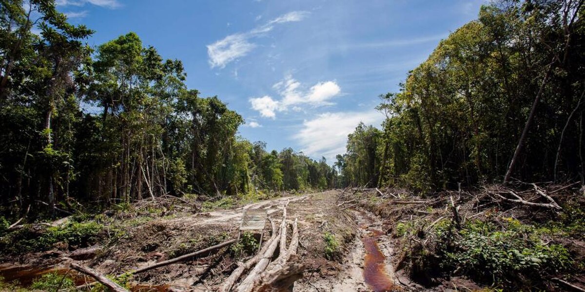 En 18 años de deforestación: La Amazonia perdió un territorio equivalente al tamaño de España