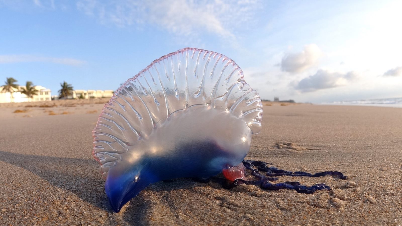 Plaga de carabelas portuguesas azotó varias playas en España (+Fotos)