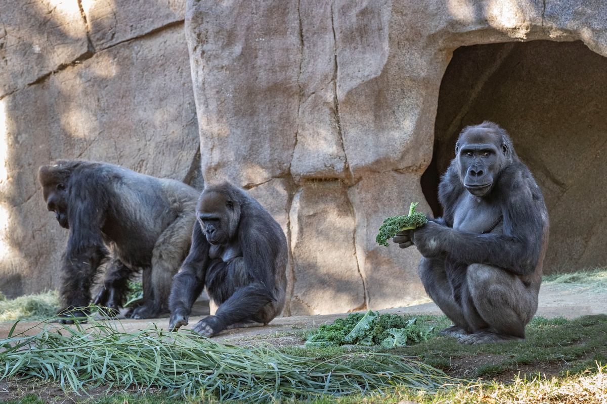 Gorilas en zoológico de San Diego padecen COVID-19: séptima especie animal infectada