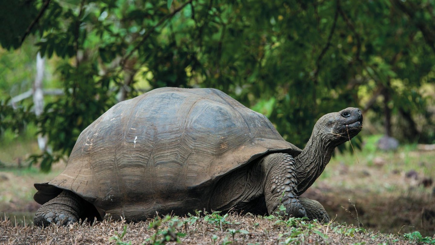 Ecuador censa a la tortuga gigante que habita en las islas Galápagos (+Fotos)