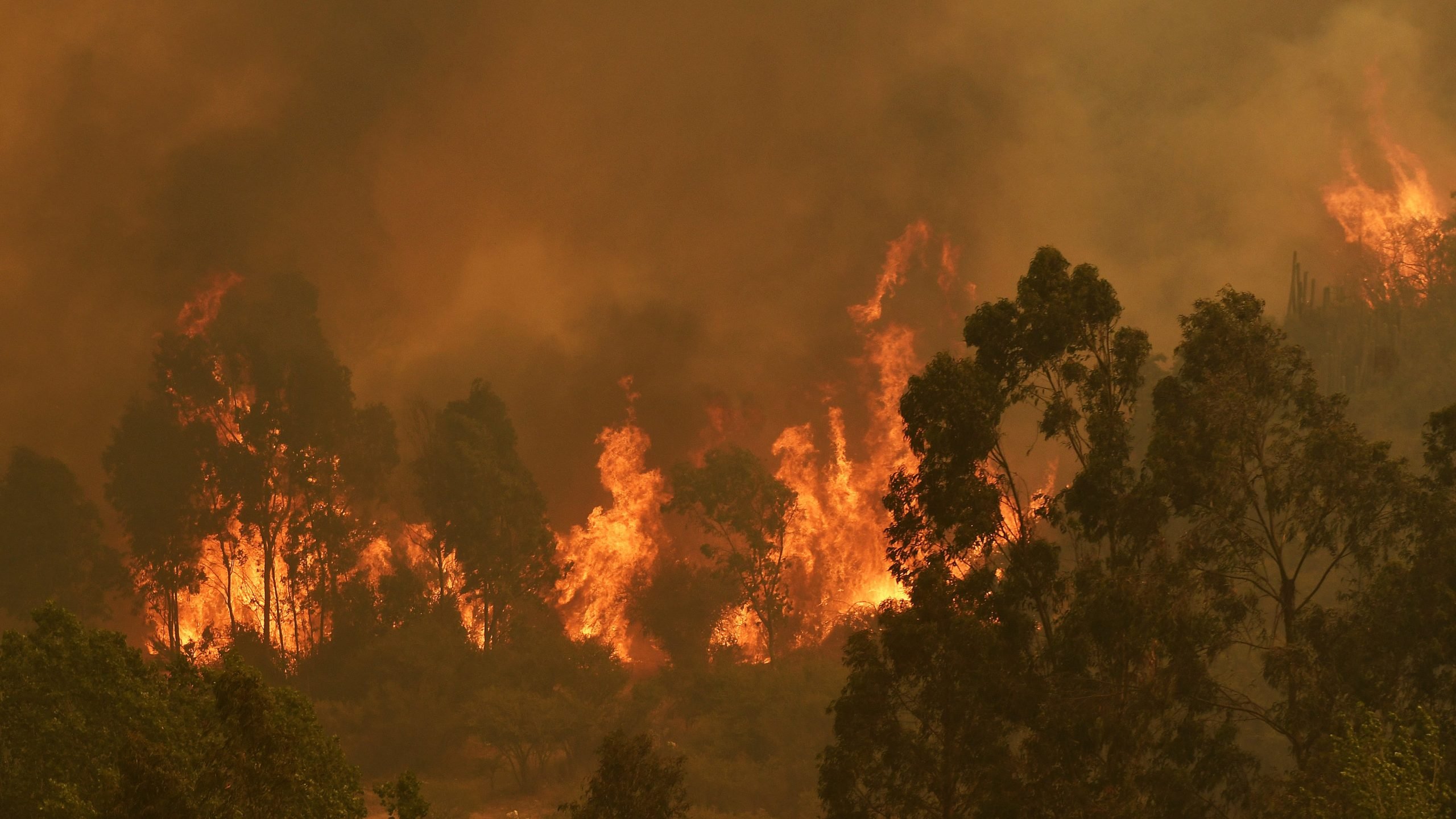 Conaf confirmó «intencionalidad extrema» del incendio forestal de Quilpué