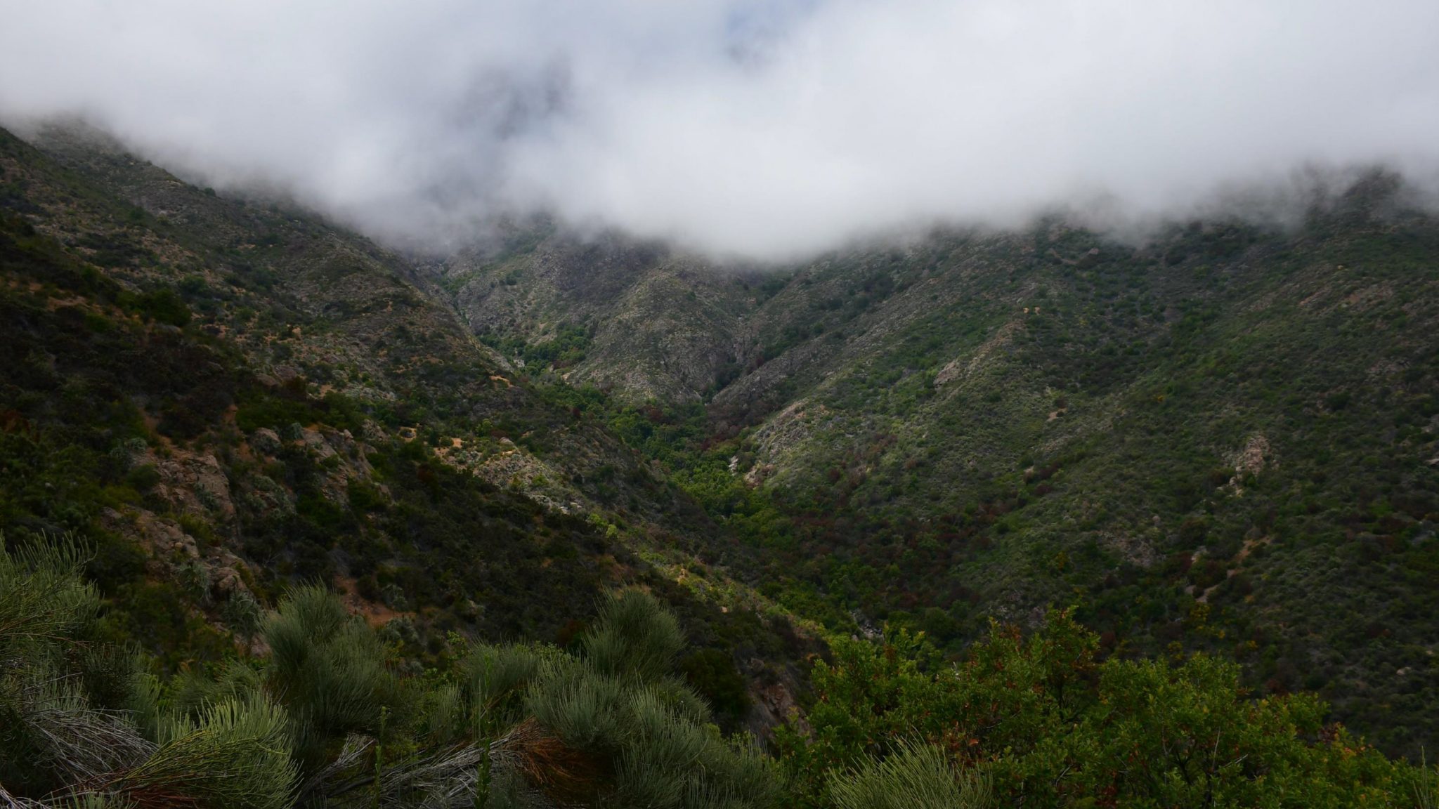 Concejo Municipal de La Ligua declara a bosques de olivillos como área de protección ecológica