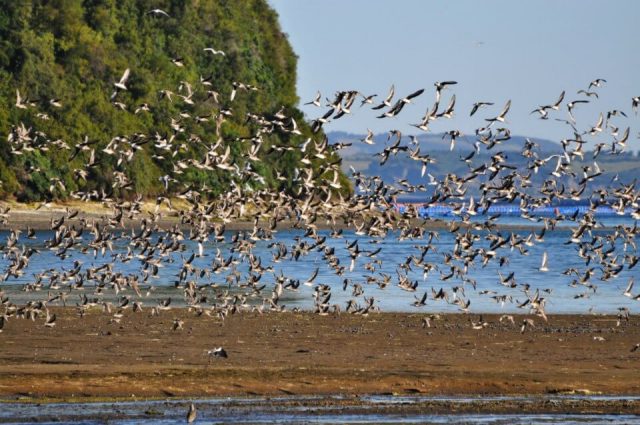 Estudio reveló alta presencia de microplásticos en aguas interiores de Chiloé