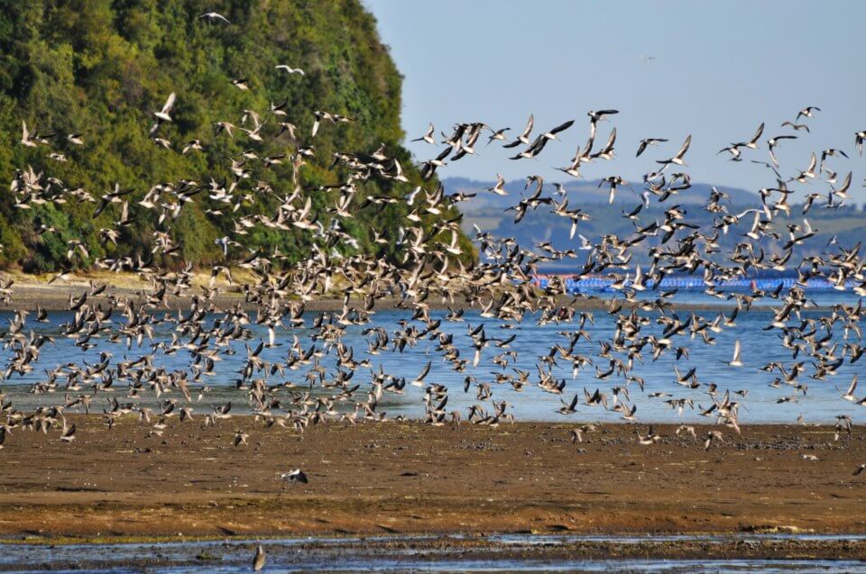 Cuatro nuevos santuarios de la naturaleza permitirán proteger 3 mil hectáreas de humedales en Chiloé