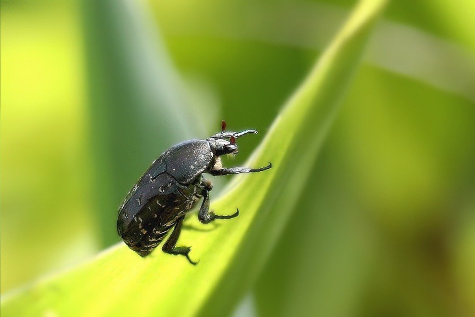 Advierten que asedio a la naturaleza provoca disminución de miles de insectos