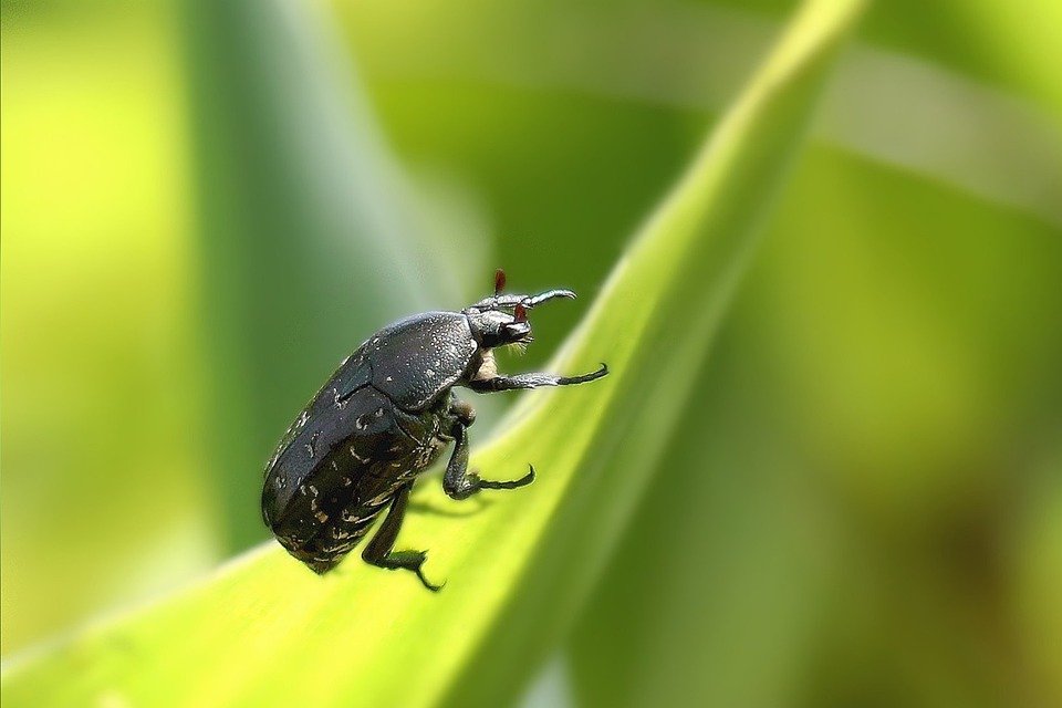 insectos naturaleza disminución